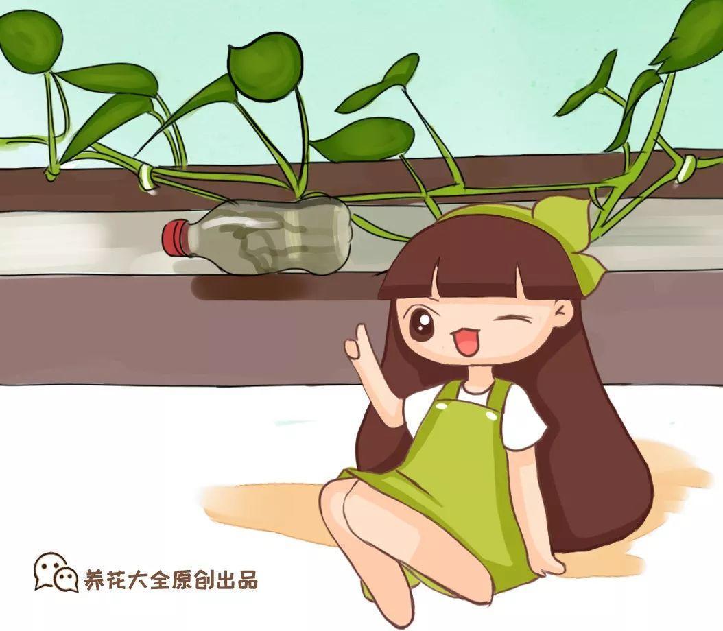 绿萝往外长胡子? 随手一捣鼓, 1盆变10盆!