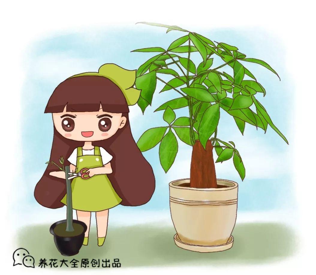 发财树也能播种? 1个果1根枝, 多到阳台放不下!