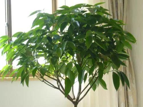 狗年在家里摆上这么几盆植物, 才能旺上加旺, 红红火火过日子!