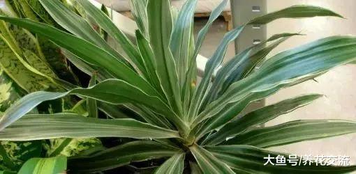 这些植物适合改善室内的空气质量, 可以在家里多种几盆