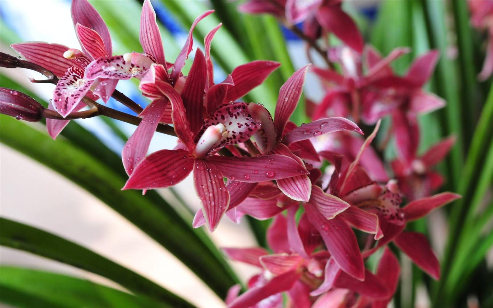 选购兰花时鉴别质量的4个小技巧