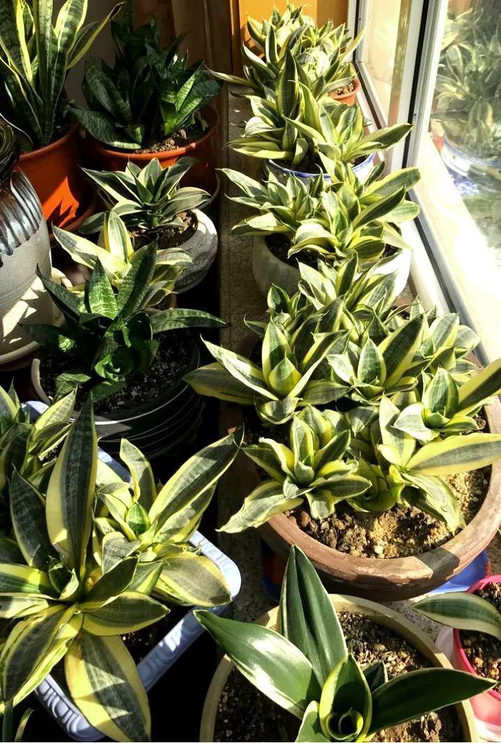 老妈在土里埋点料, 虎皮兰吃了1夜冒10个芽, 花盆都长满了!