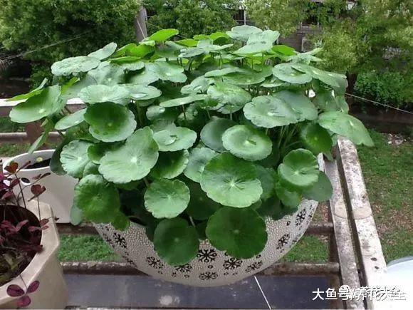 担心花被晒死? 养养这几种, 阳光越好花开的越多!