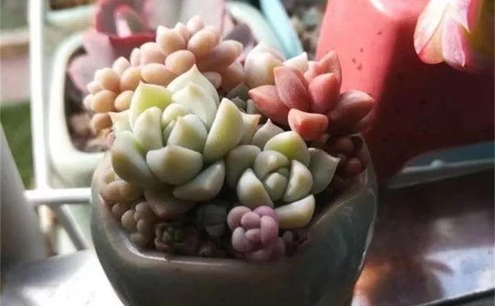 拇指大的花盆, 被她塞了几十棵多肉, 养一年都不是事!