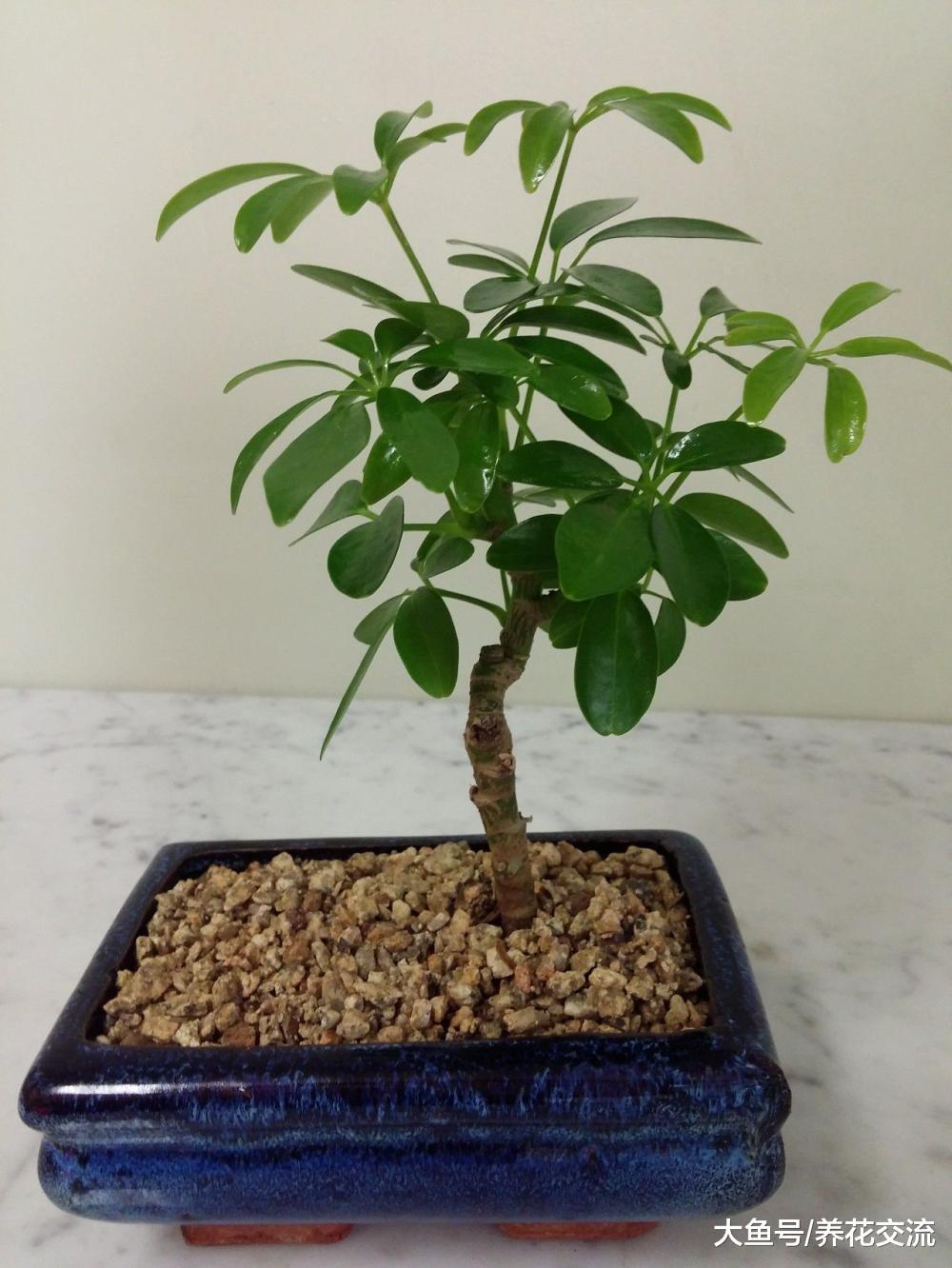 6种养在窗台上就能长得很好盆栽植物, 养护难度特别低