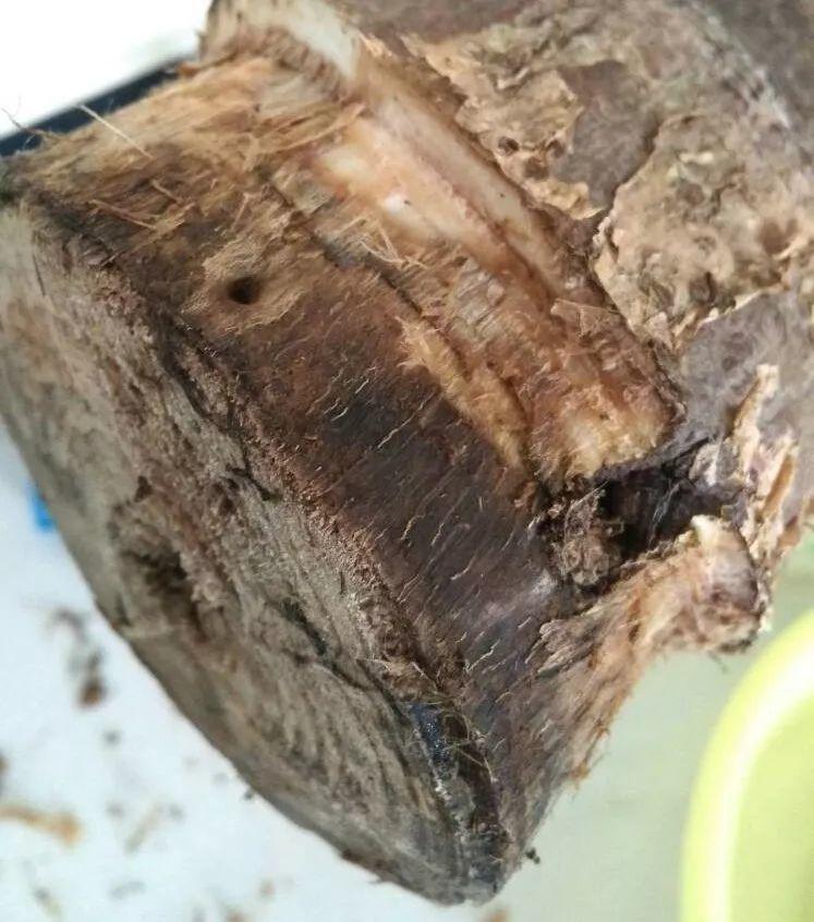 再难养的花, 也有养不死的办法, 就看你浇什么水!