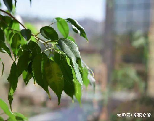 9种特别容易养护的空气净化植物, 作为盆栽养家里正适合