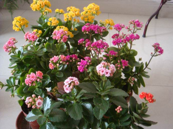 冬至前, 这“3种”花养上, 再冷“花苞”依旧开, 养成花海!
