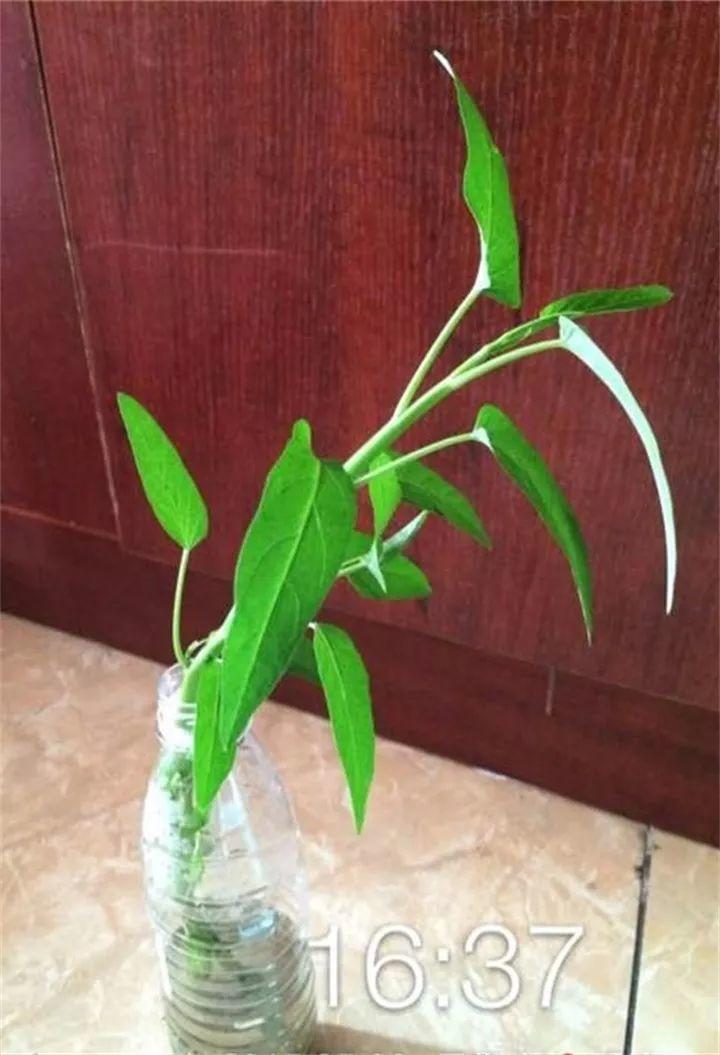 一根菜叶插水里, 30天冒出一桶菜, 邻居看了跟着学!