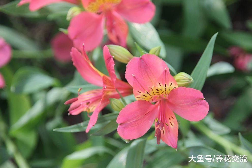 几种开花特别美艳的多年生花卉, 都是院子里受欢迎的植物