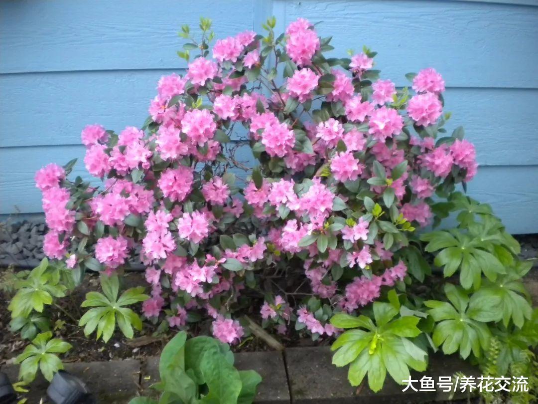 盆栽养护的杜鹃花掌握这六点, 每年春天都能不断开花