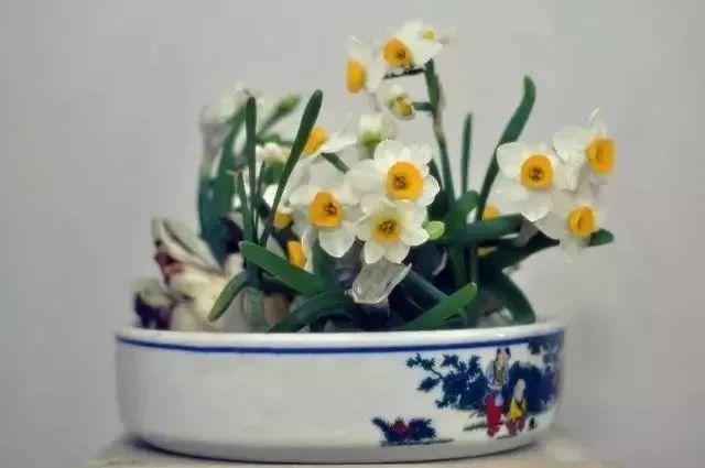 365天对应365种花, 快看自己的生日, 你属于哪种?
