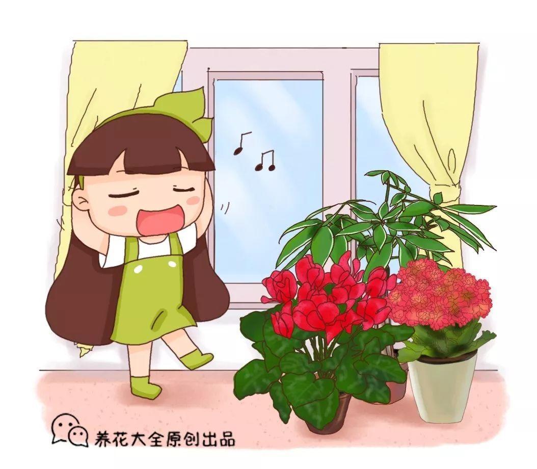 刚买回的仙客来, 一步做错了, 叶子耷拉花全倒!