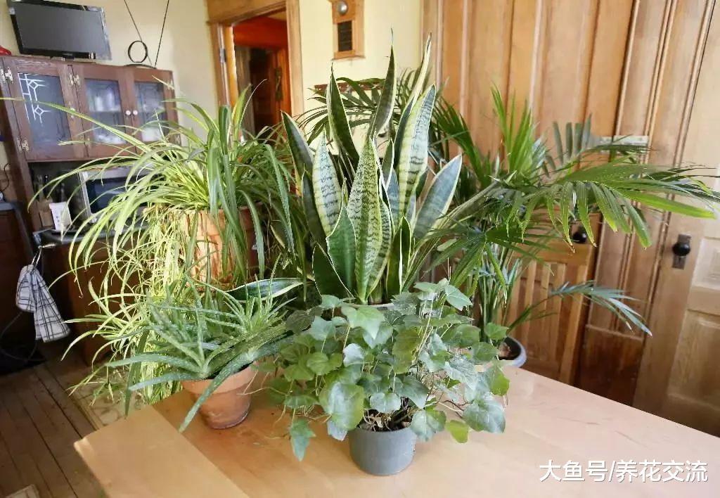 植物定期喷雾状水才能保持叶面洁净, 学会浸盆可以拯救很多植物