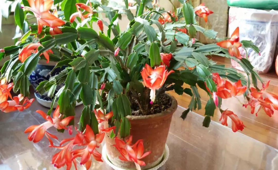 这7种花, 北阳台也能长得好, 耐阴又好养!