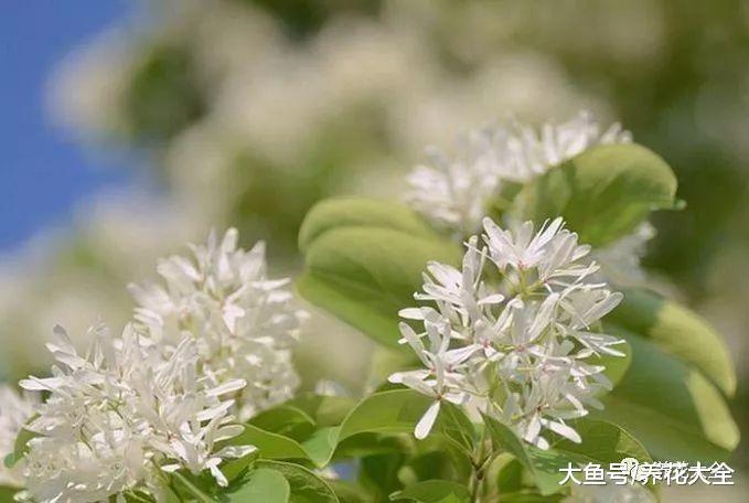 月季不开花? 那是你没这儿样做, 不然就能爬满枝头!