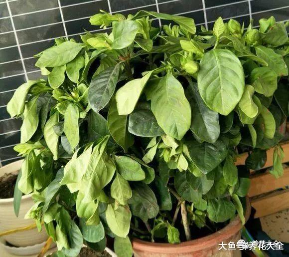 栀子花只长叶不开花? 那就学着这么养, 开花开到停不下来!
