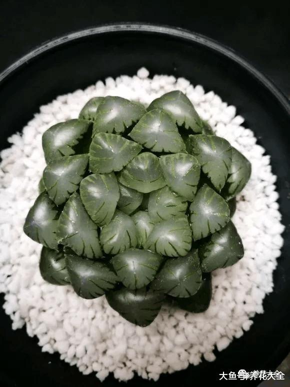 养多肉要讲技巧, 太阳下这样一晒, 颜色变得红彤彤