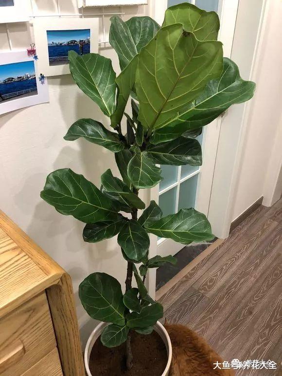 夏季养花就选这15种, 简单好养, 帮你过一个凉快的夏天!