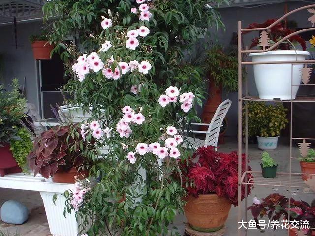 8种开花五颜六色的盆栽花卉, 大半年都能欣赏到花朵