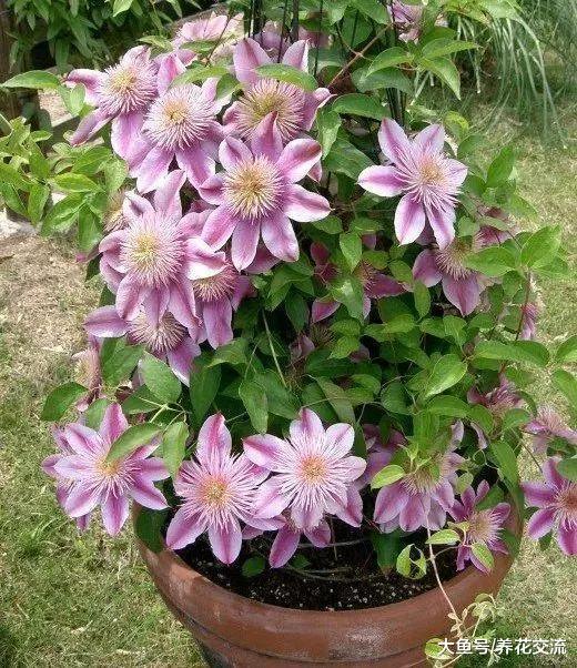 8种能够养在花盆里面的爬藤花卉, 开花的时候特别美