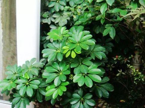 还在想施什么花肥, 用什么花土捉急? 放点木屑直接解决所有问题!