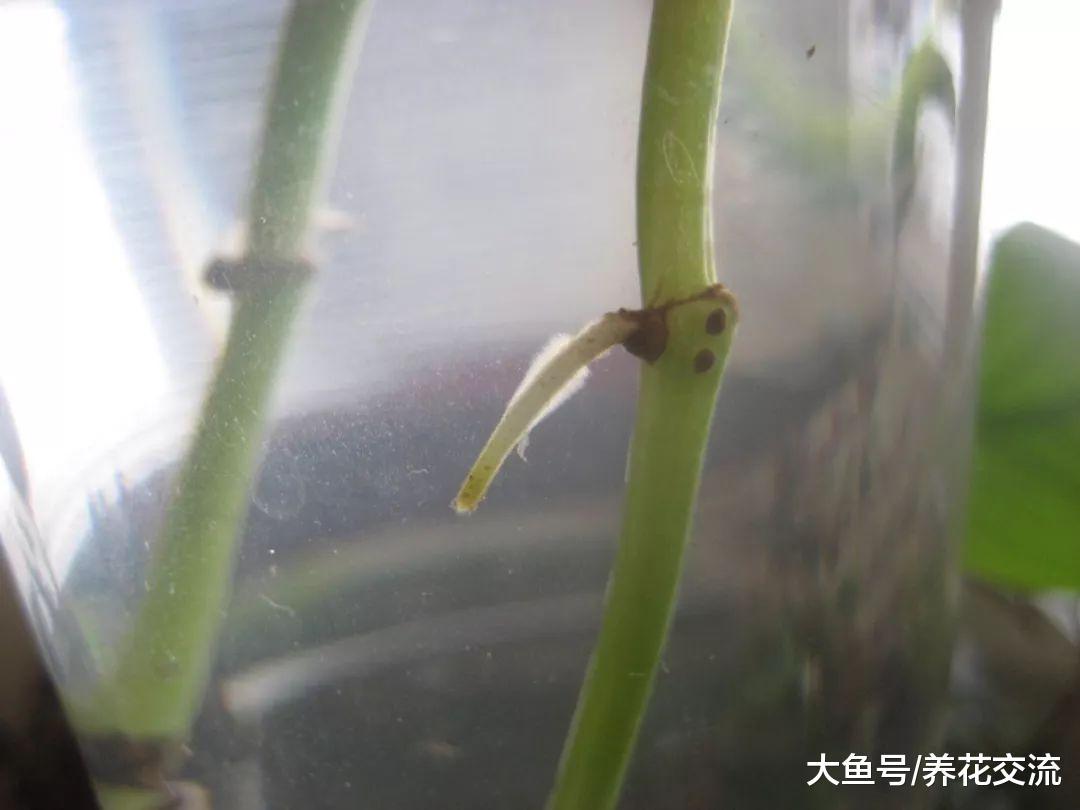 如何玻璃瓶养好水培的绿萝, 长了绿藻之后要怎么解决