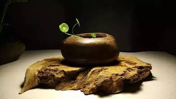 路边捡了几块石头, 拿来养花, 朋友都抢疯了!