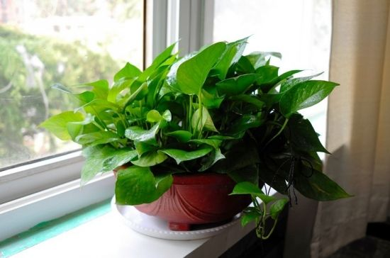 李阿姨养绿萝, 最爱浇这种水, 1个月就长满盆, 比花肥好!