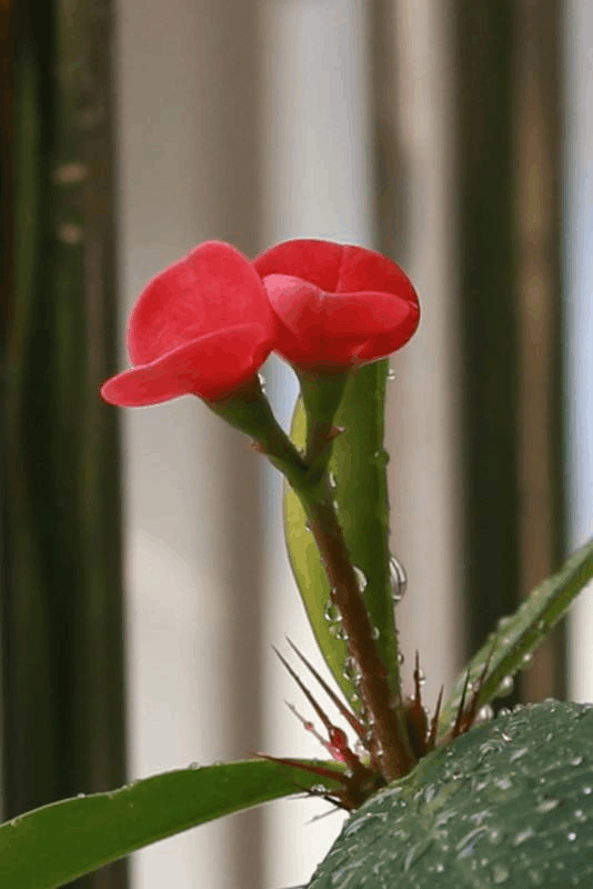 这“3样”花别看开花艳, 对“健康”没好处, 别养!