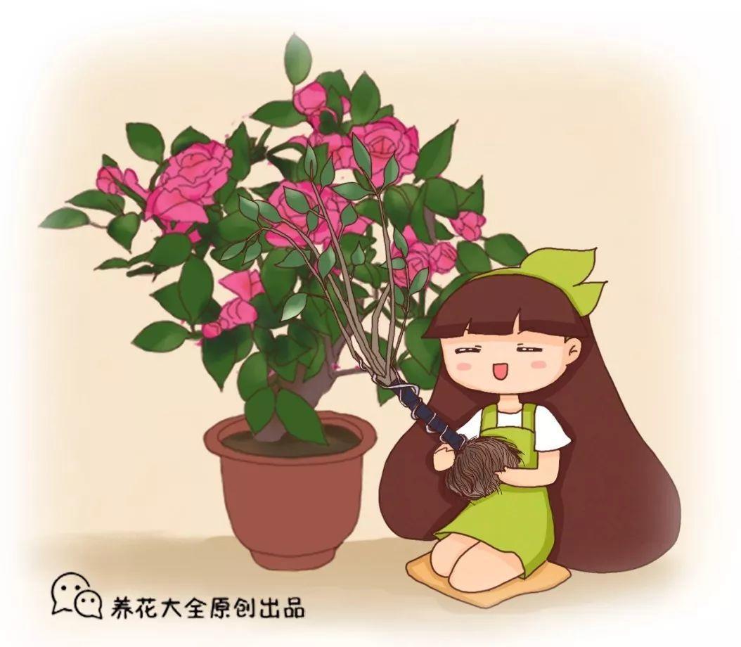 入秋这样养茶花, 朵朵压满枝, 开花红艳艳!