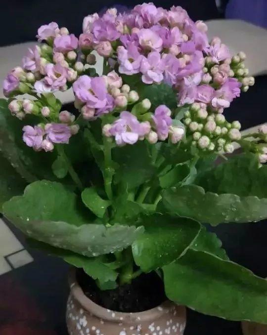长寿花出现这种枝, 赶紧剪, 不然整盆叶子都烂掉!