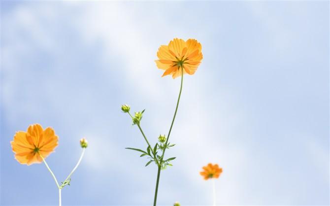 一个人也不要怕, 总有人会懂得欣赏。余生那么长, 你慌什么张