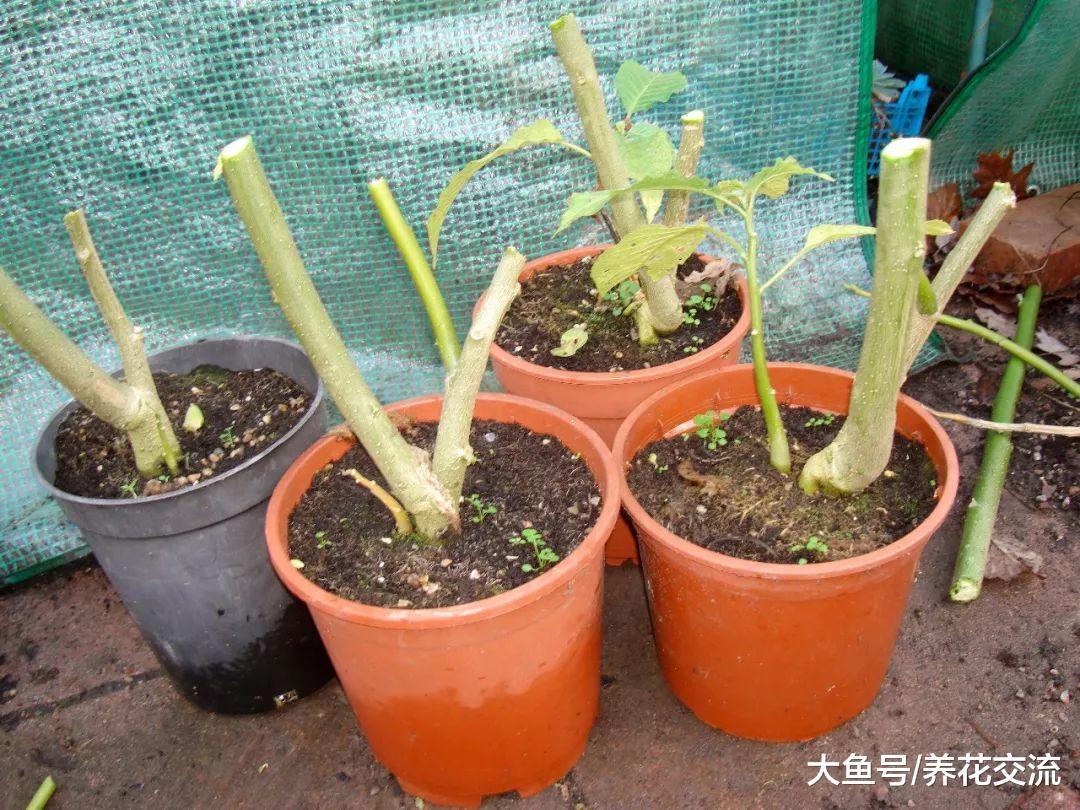 花友将曼陀罗花养成院子里的盆栽, 还开出了灿烂的花朵