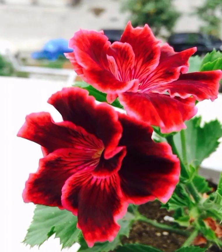 这8种天竺葵, 夏天也能开花, 温度再高也不怕!