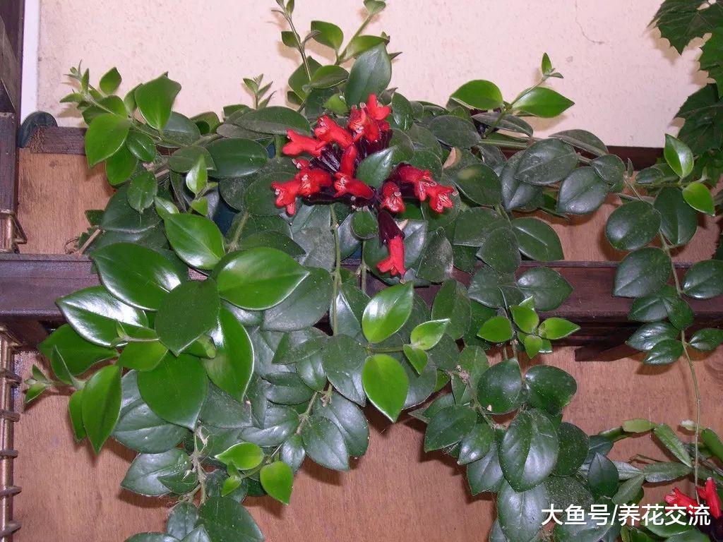 几种长相特别的吊盆开花植物, 你认识哪一种呢