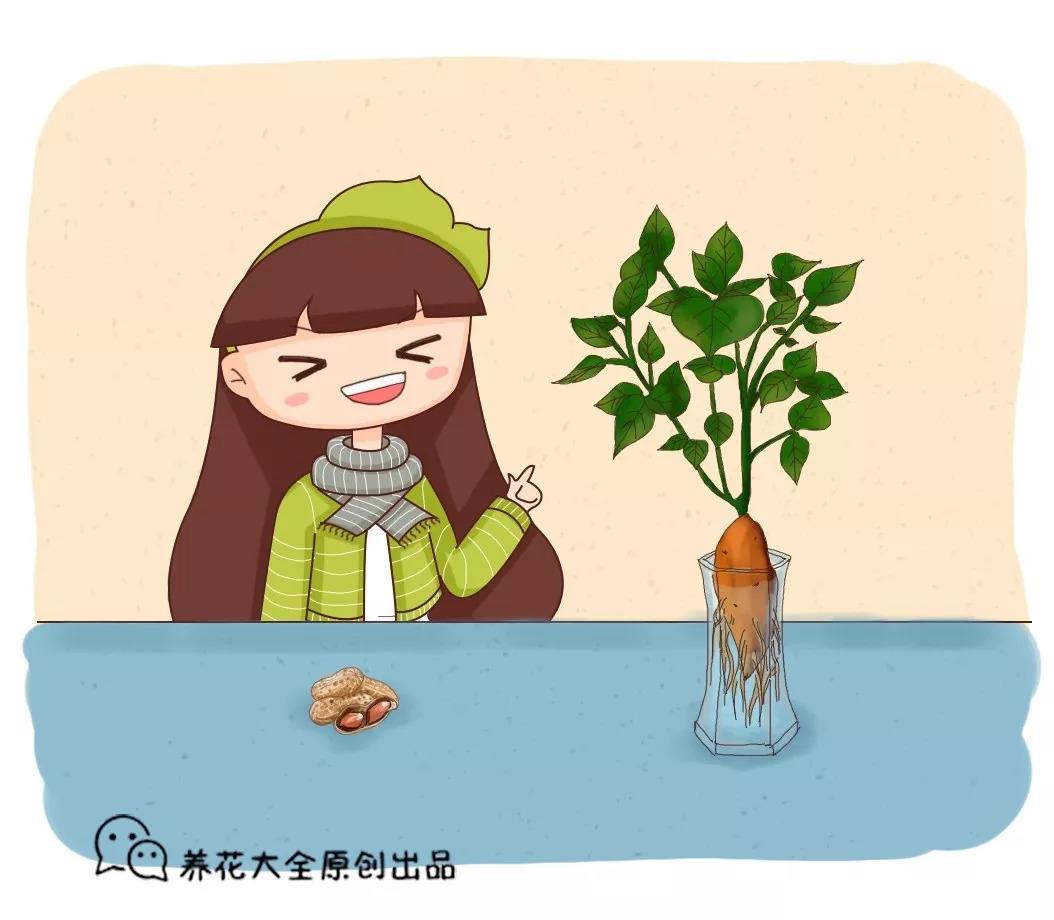 玉米棒子插水里, 7天长成小盆栽, 邻居看了都惊奇!