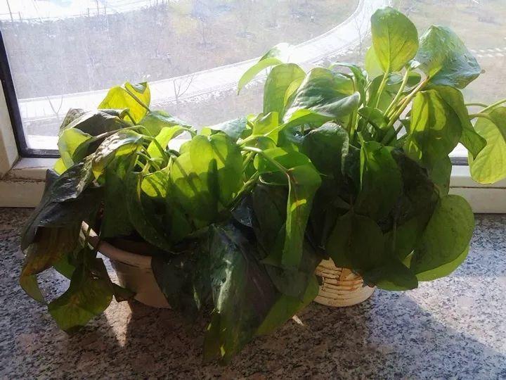 绿萝不抗冻, 及时戴个“帽子”, 恢复绿叶有精神!