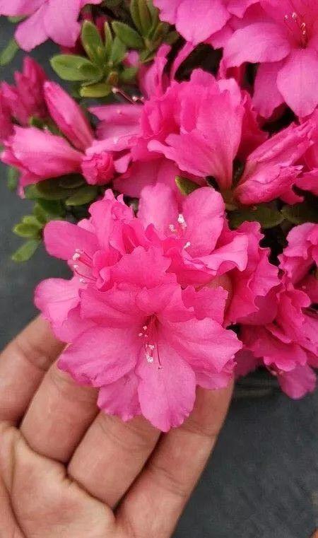 同样是养杜鹃, 跟着大神学, 盆盆茂盛花芽多!