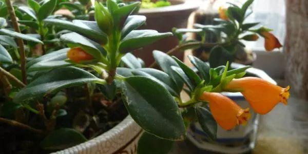 长在树上的金鱼, 你们见过吗? 可比水里的金鱼好养多了!