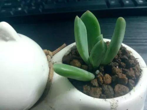 因为不知道什么时候浇水, 所以不敢养植物?