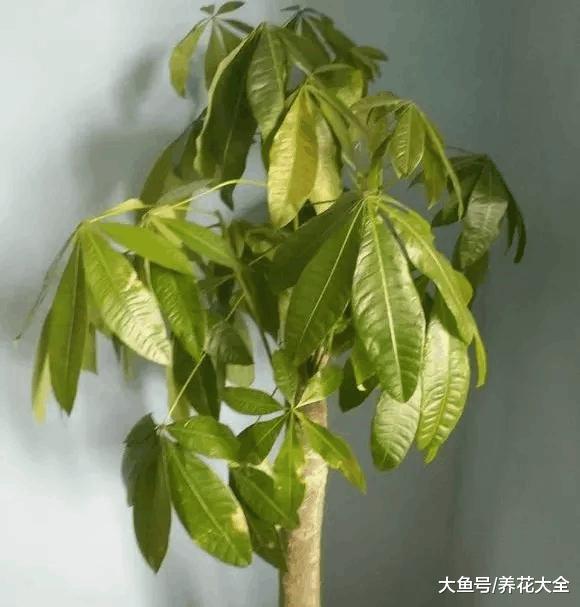幸福树发财树叶子发黄不长新叶, 试试这几招就能解决!
