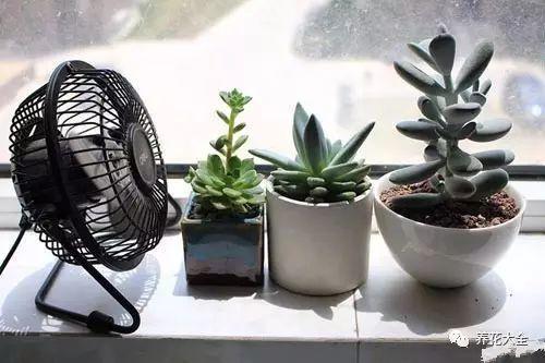 多肉盆底垫了它, 天再热也不怕死, 越养越爆盆!