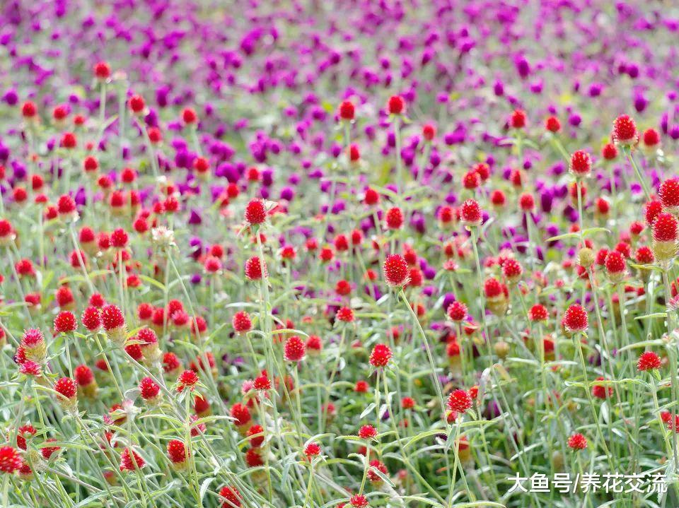 10种可以维持四季开花的小盆栽, 新手也能将它们轻松养开花