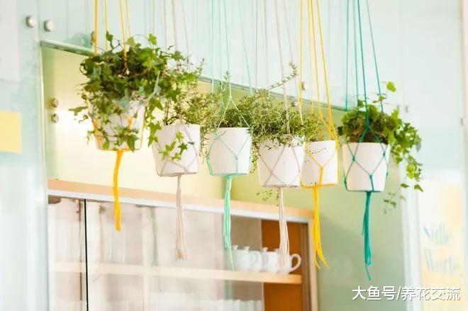 这些创意的盆栽都可以自己diy, 给你一个清新芬芳的家