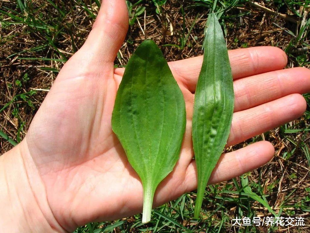 这种遍地都是的杂草不要杀了, 它是世界流行的治疗草药