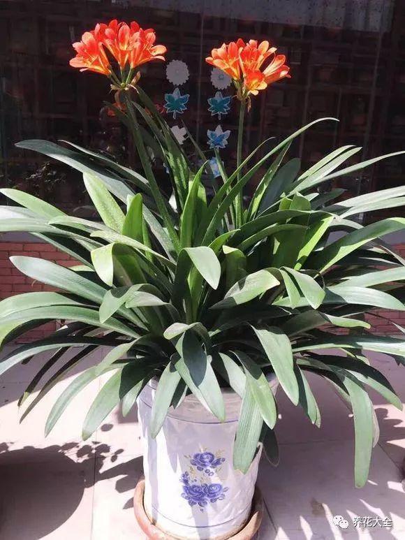 别人家的君子兰, 一养就是20年, 满盆都是大花球!