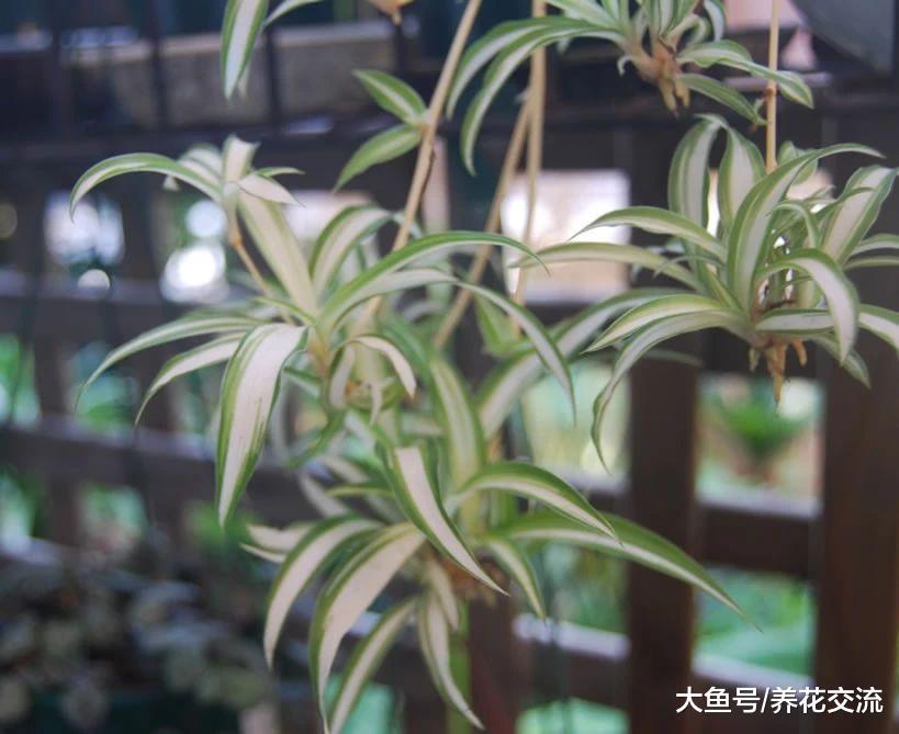 用这些方法照顾吊兰能保持四季常青, 还有机会让它每年开花