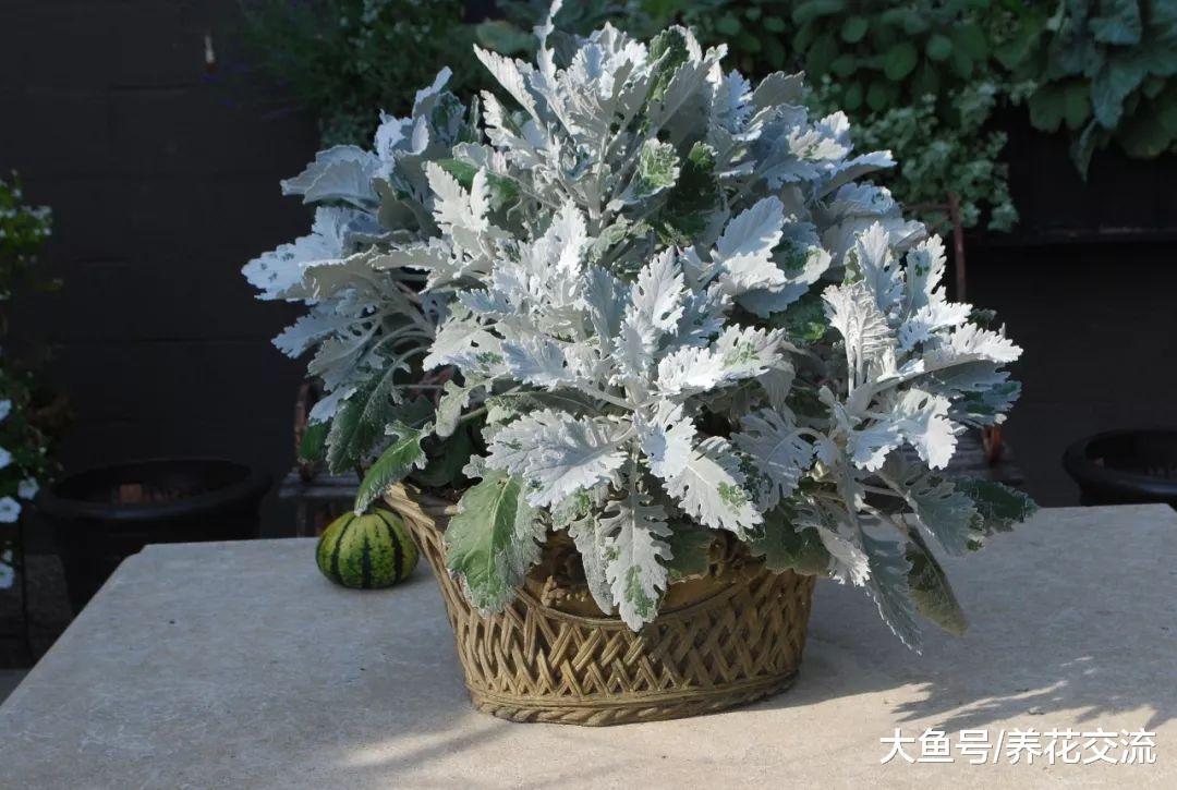 8种花朵灿烂的草本植物, 在阳台上作为盆栽最为适合
