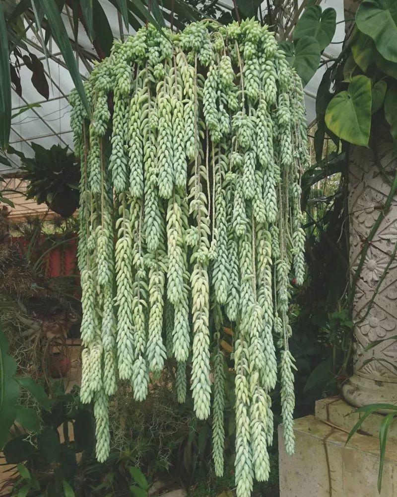 她家的多肉, 一养就成瀑布, 连窗帘都省了!